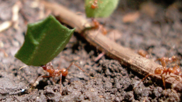 leafcutter ant gas