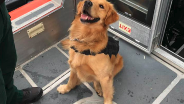 Drug dog overdose