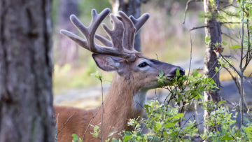 zombie deer disease