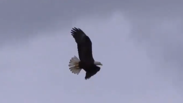 baseball eagle