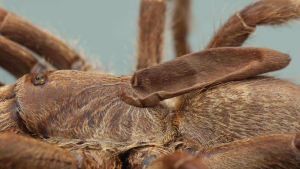 horned tarantula