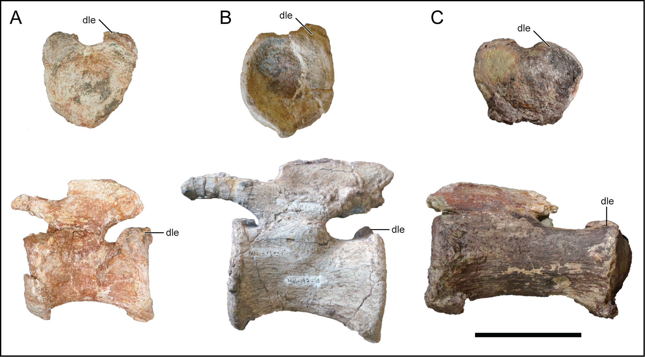 Researchers discover dinosaur with heart-shaped tail just in time for Valentine's Day