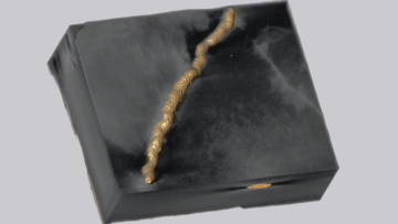 oldest organisms