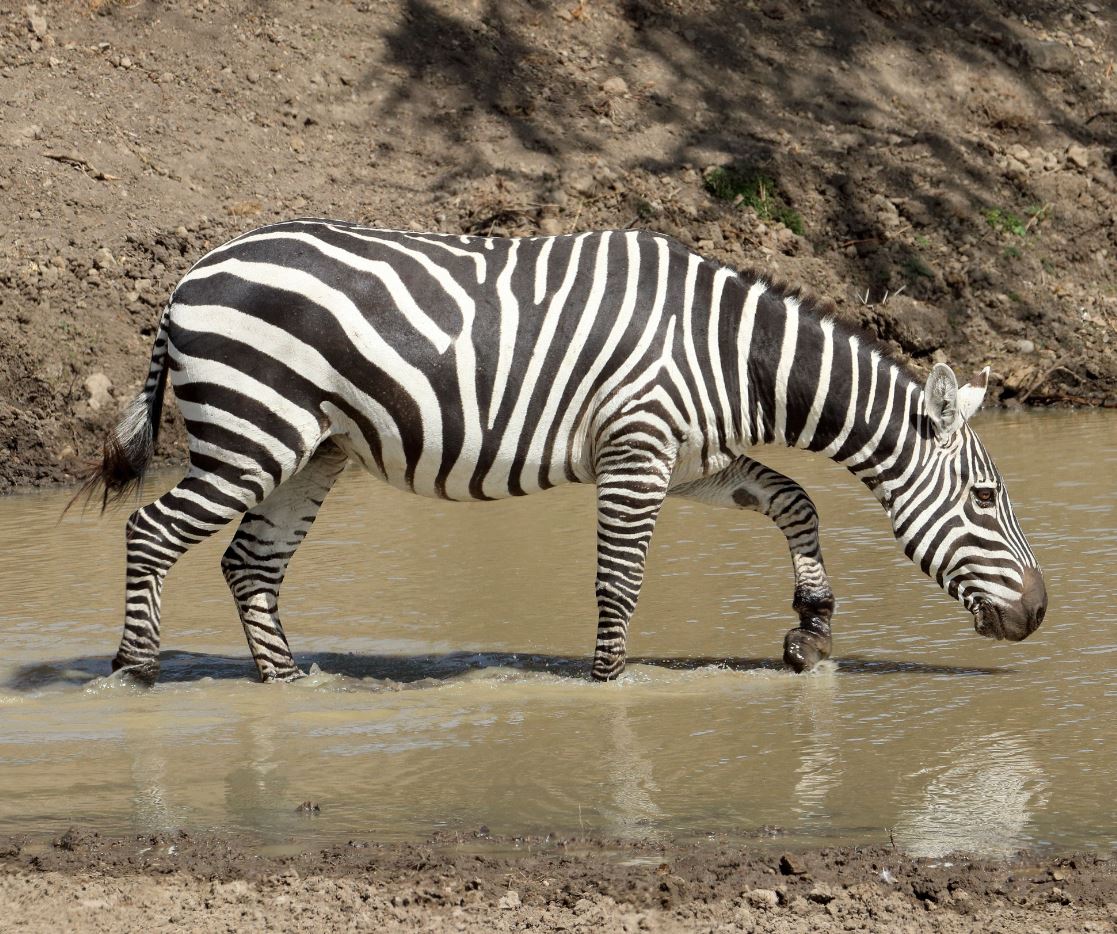 Science might have finally figured out why zebras have stripes – BGR