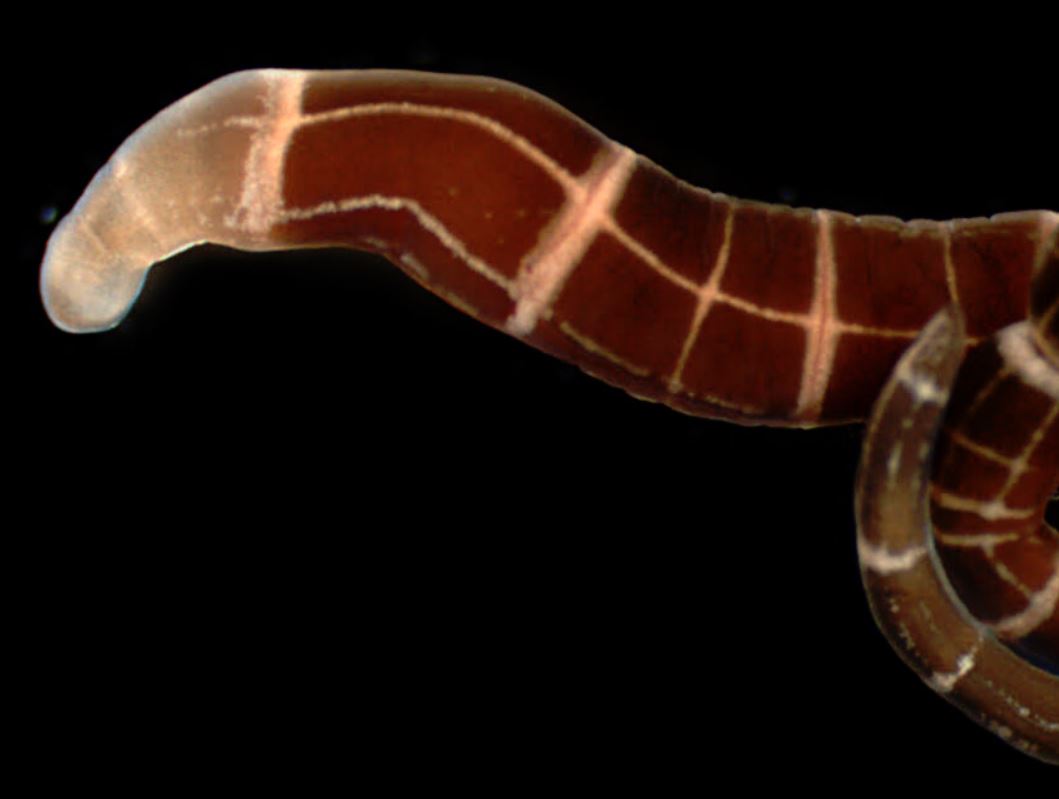 worm with flat head and twisted body in skin worm with flat head and twisted body in skin