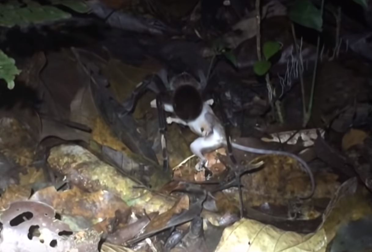 Horrifying Video Shows A Giant Spider So Big, It Was Able To Eat An Opossum