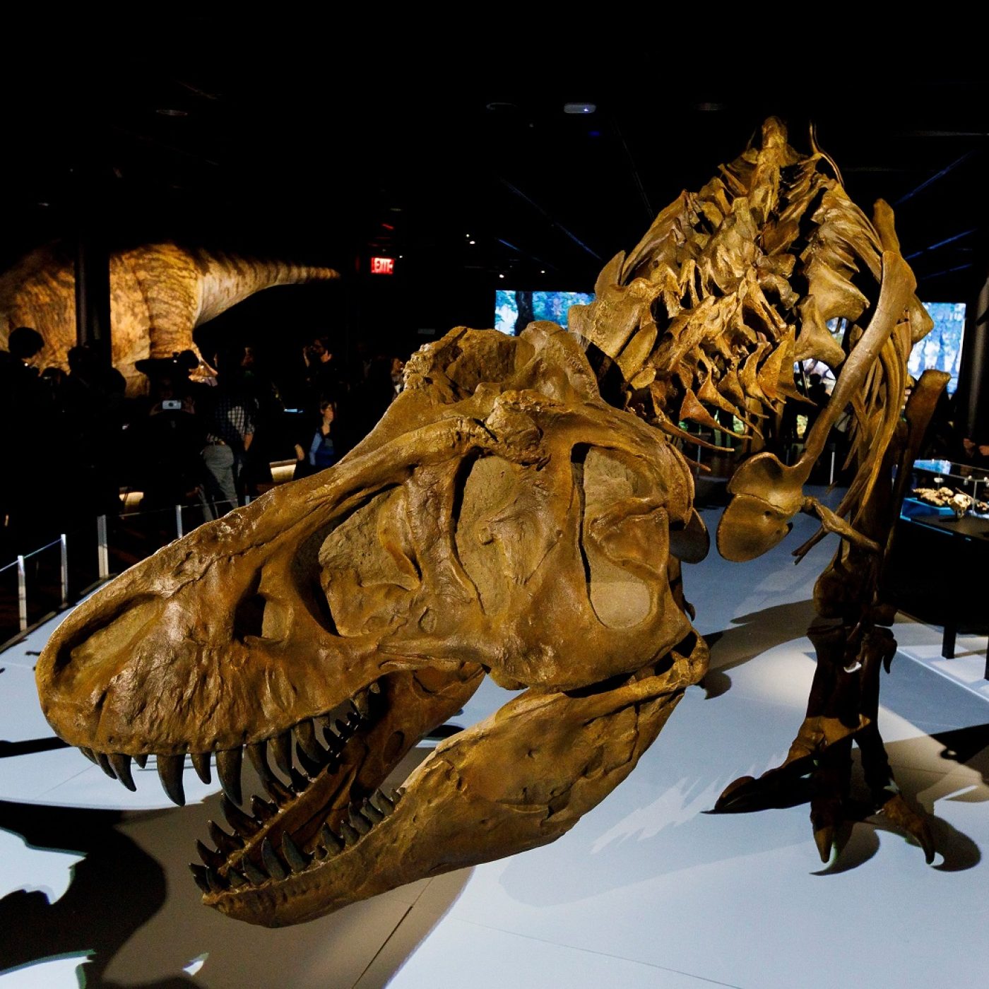 World's biggest T. rex discovered in Canada