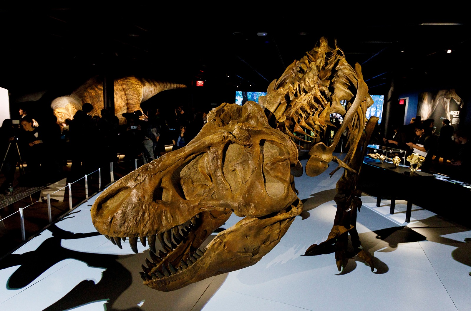 largest tyrannosaurus