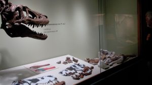 t rex auction t rex auction