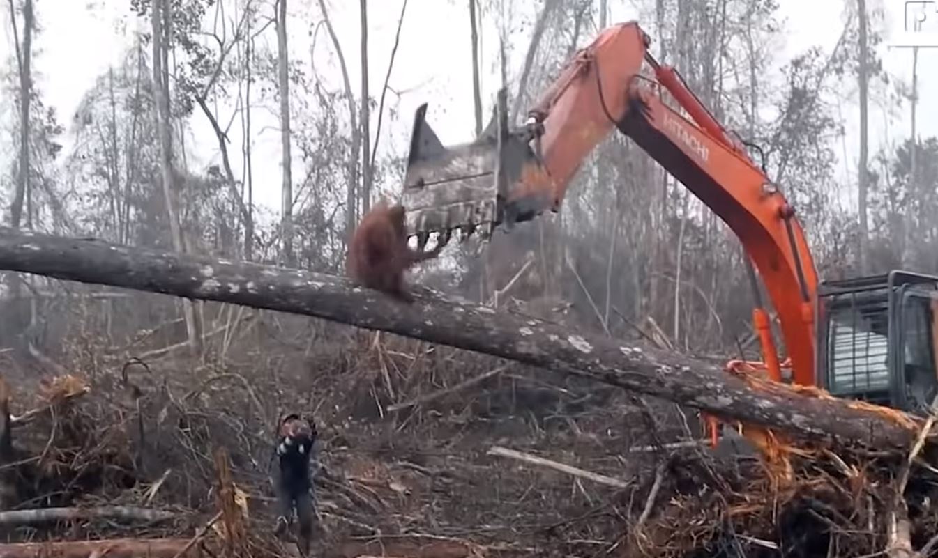 Watch a brave orangutan attempt to fight off the humans destroying his home