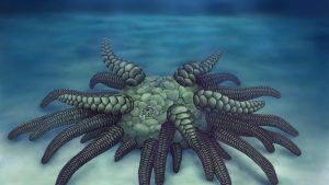 cthulhu fossil cthulhu fossil