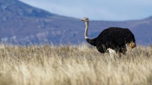 giant bird europe