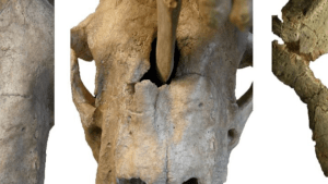 saber-toothed cat saber-toothed cat