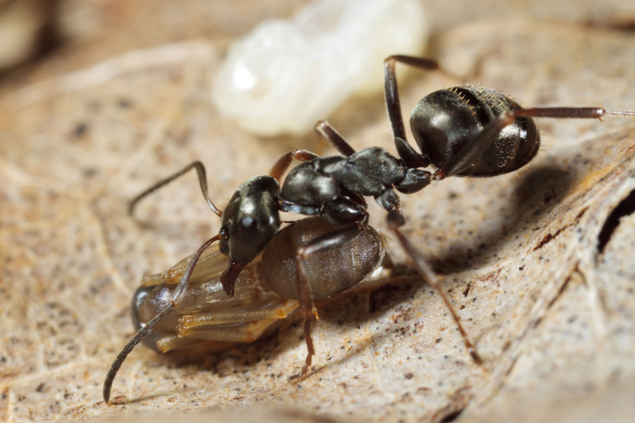 New study reveals how a unique fungus creates 'zombie ants'