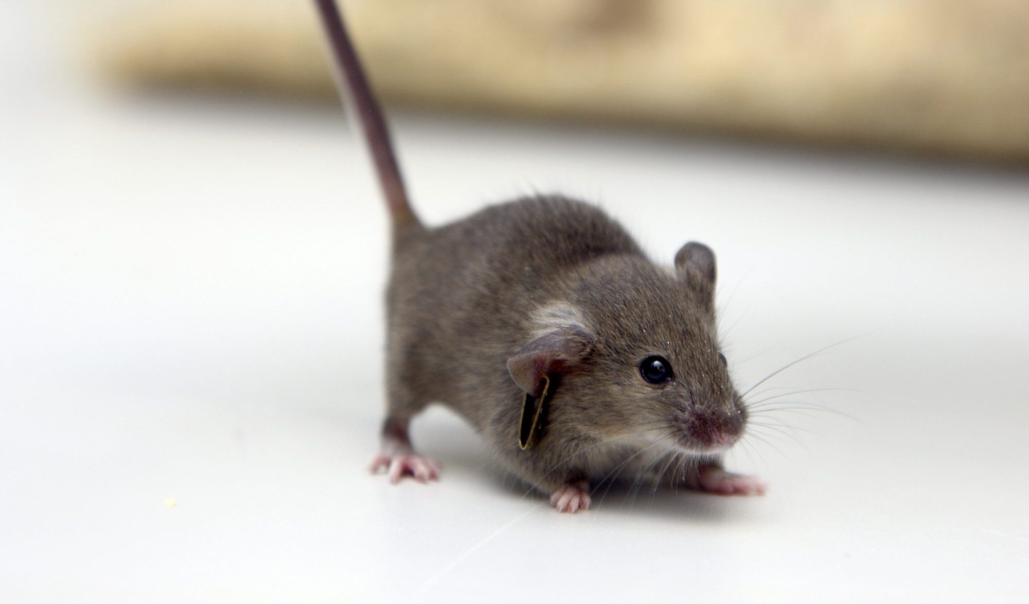 Scientists in Japan get clearance for growing human-animal hybrids – BGR