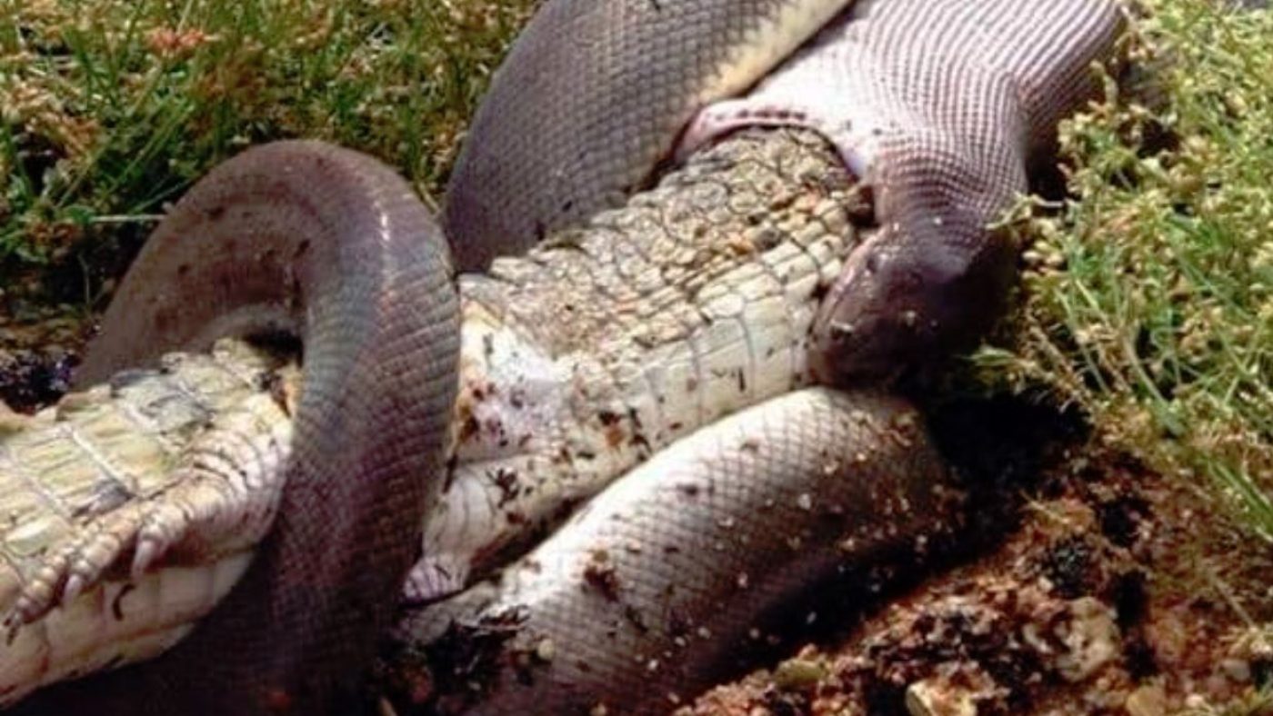 A Crocodile Devouring a Water Snake - Google Art Project - PICRYL - Public  Domain Media Search Engine Public Domain Search