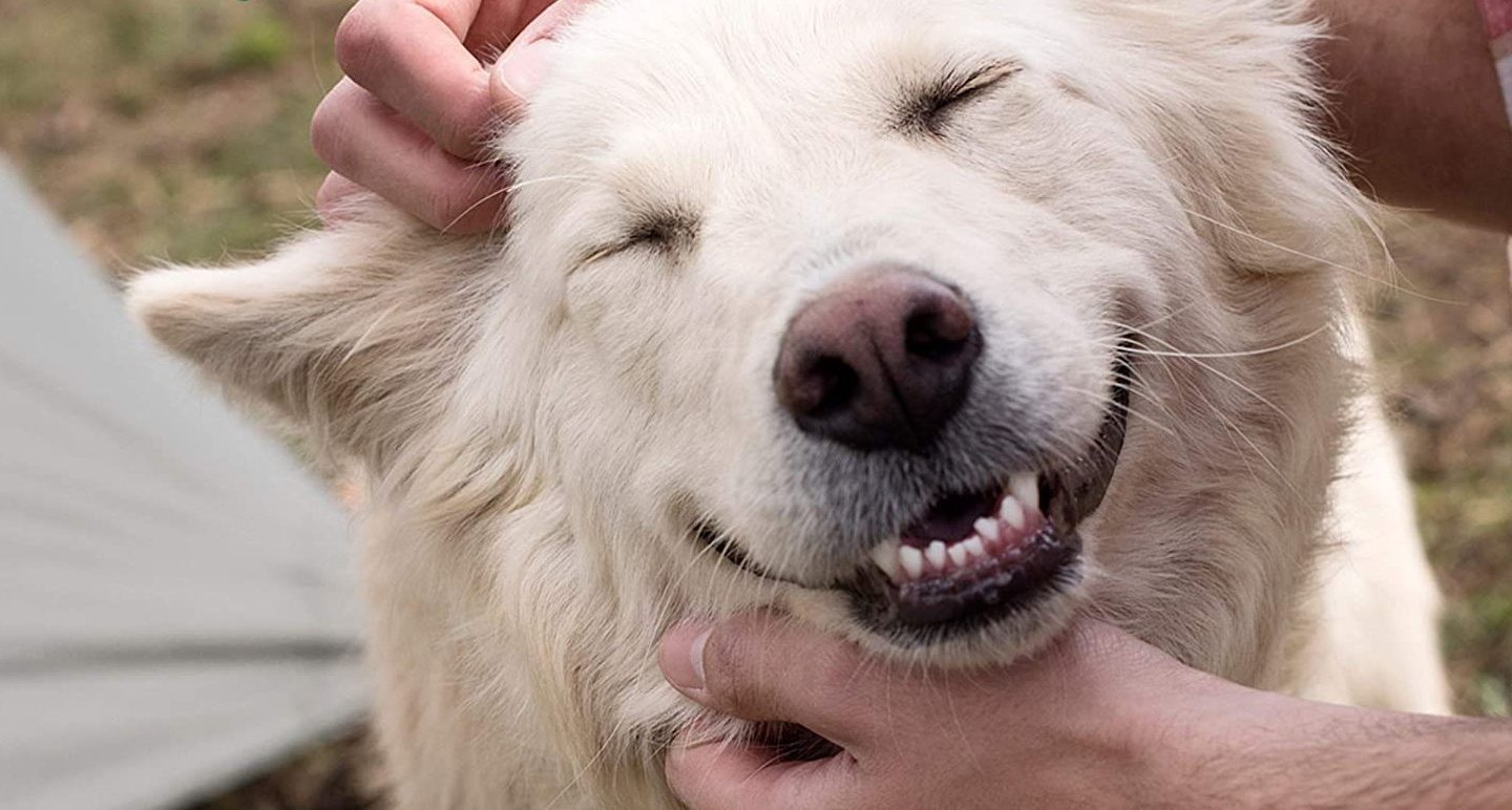 do happy dogs live longer