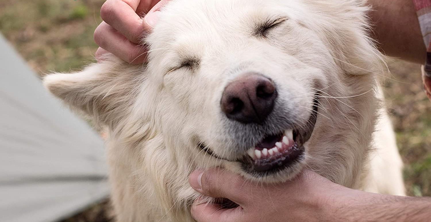 dog getting pets from person