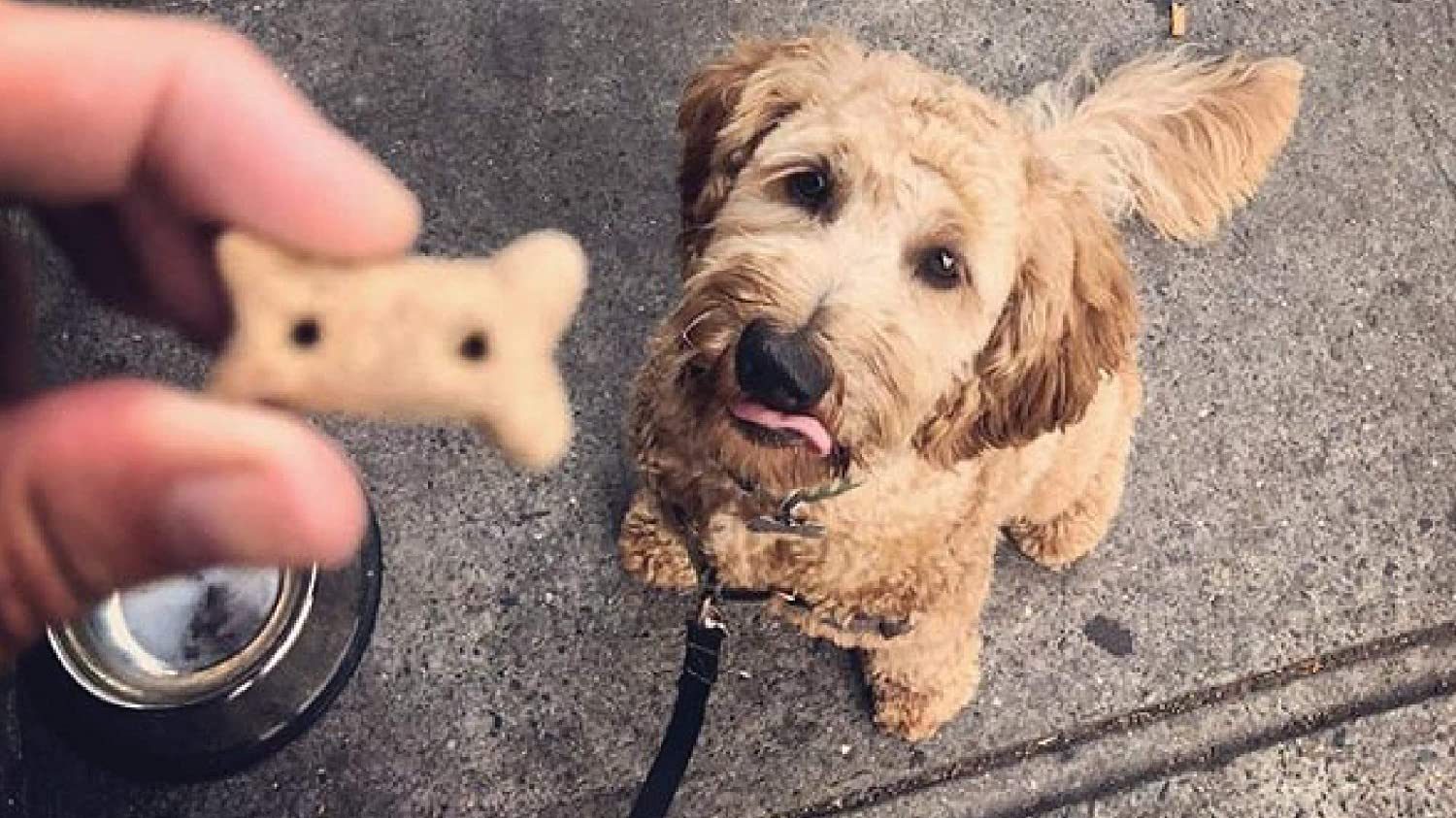 dog getting a treat