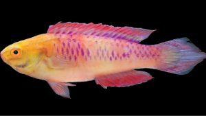 vibranium fish vibranium fish