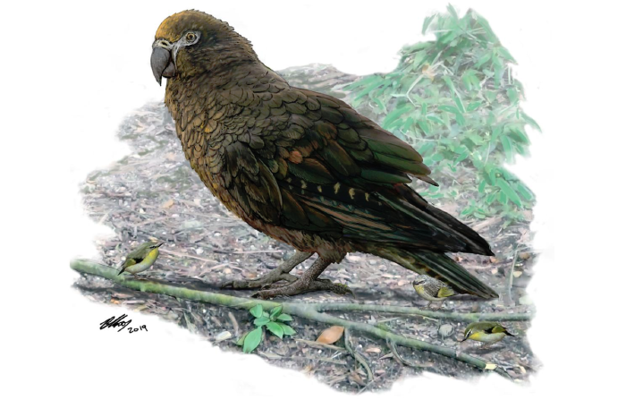 Child-sized parrots once roamed New Zealand | BGR Child-sized parrots once roamed New Zealand | BGR