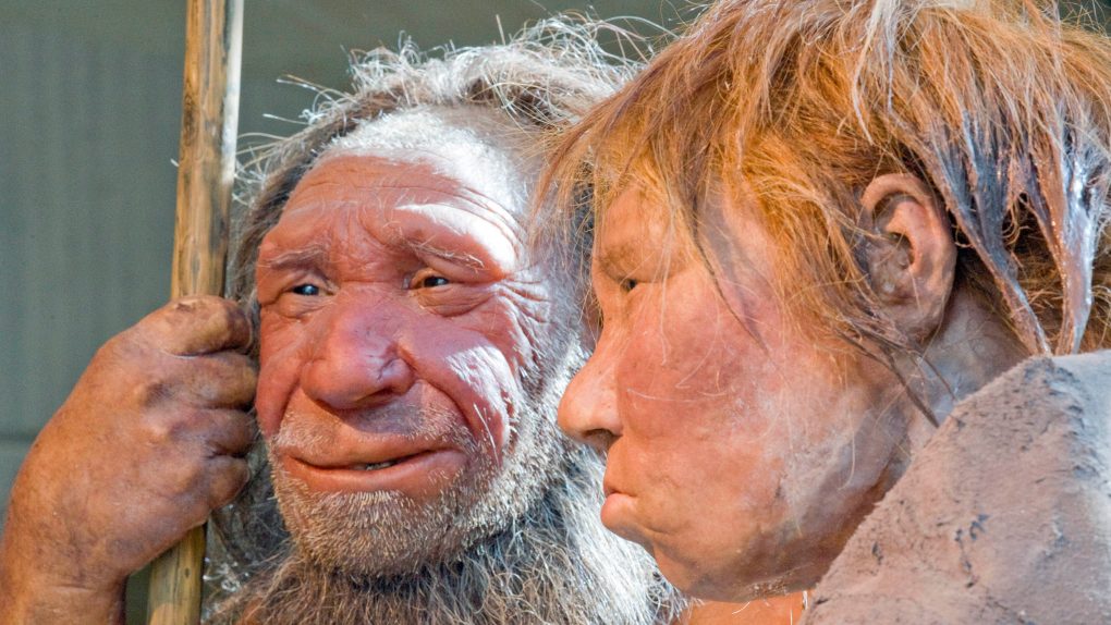 neanderthal dna