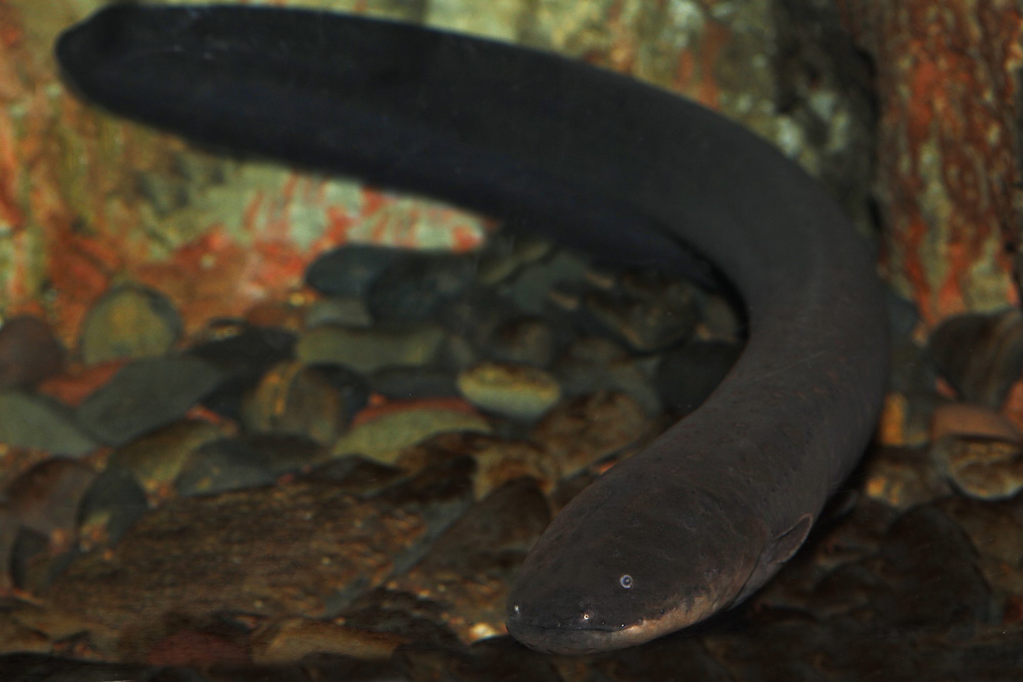 Newly-discovered electric eel is the most shocking yet