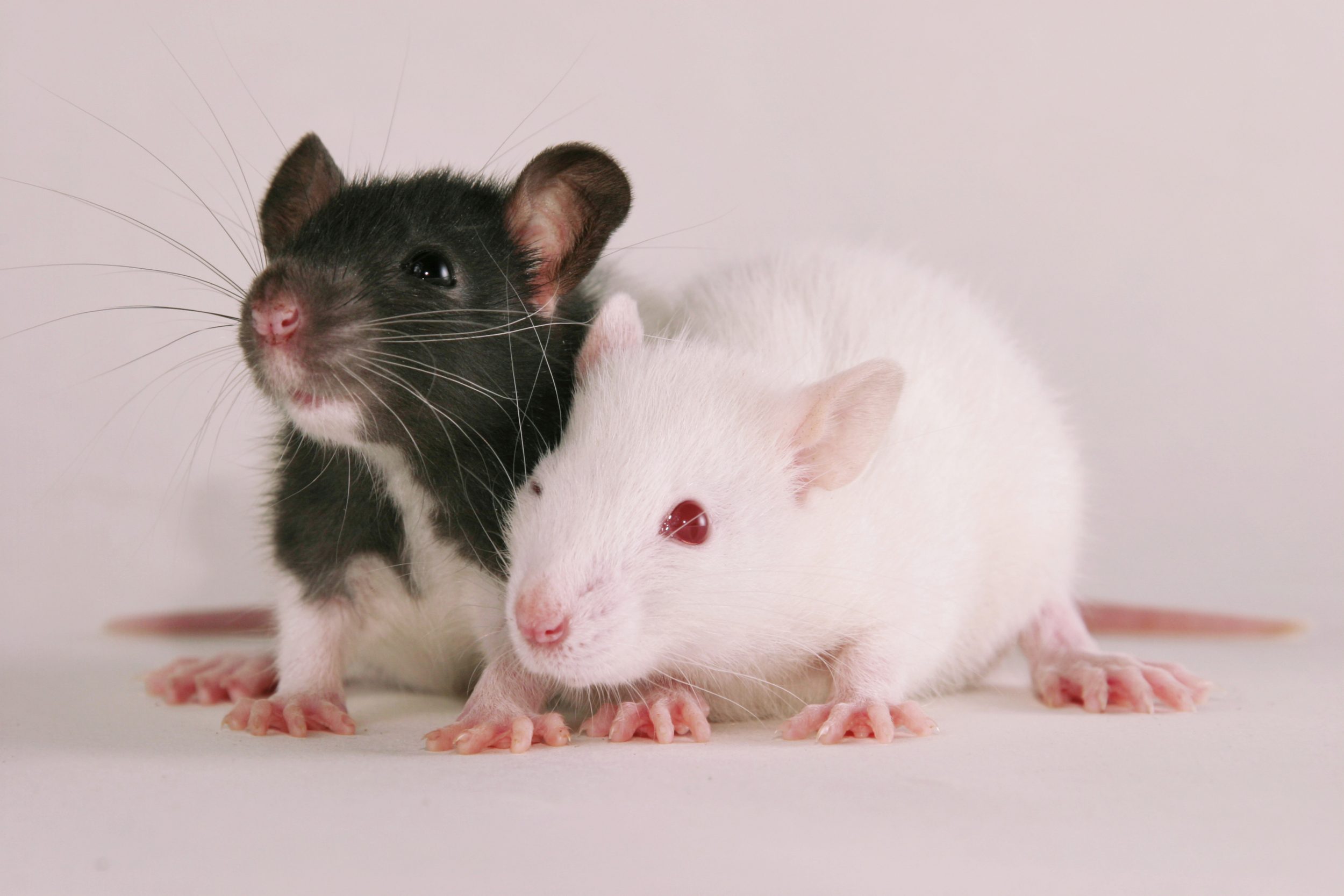 Rats rescued from squalid living situation in van parked in Escondido – NBC  7 San Diego