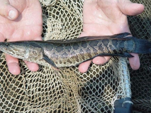snakehead fish snakehead fish