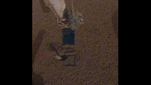 insight mole insight mole