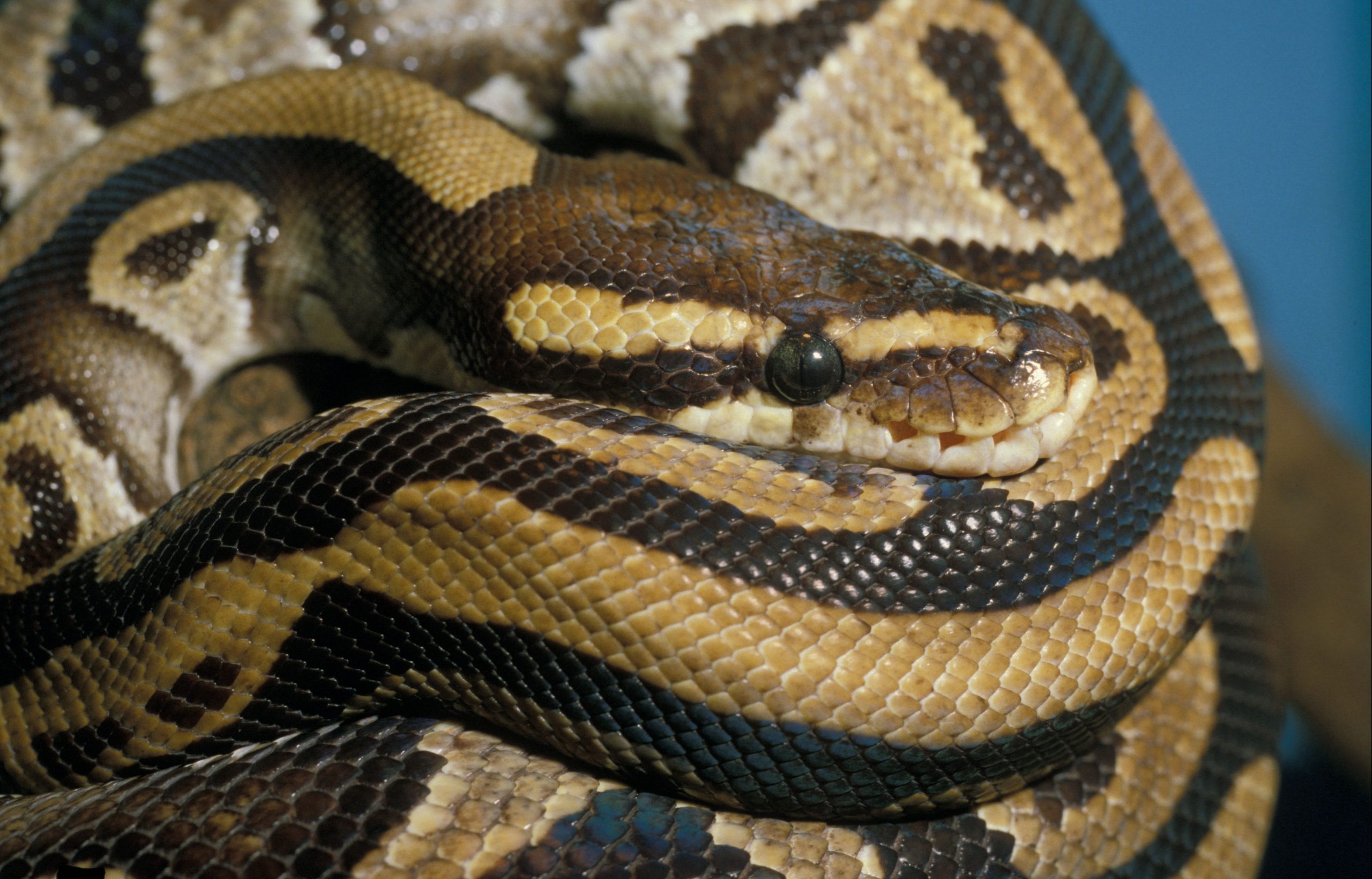 Woman found dead in a house with 140 snakes was seemingly strangled by ...