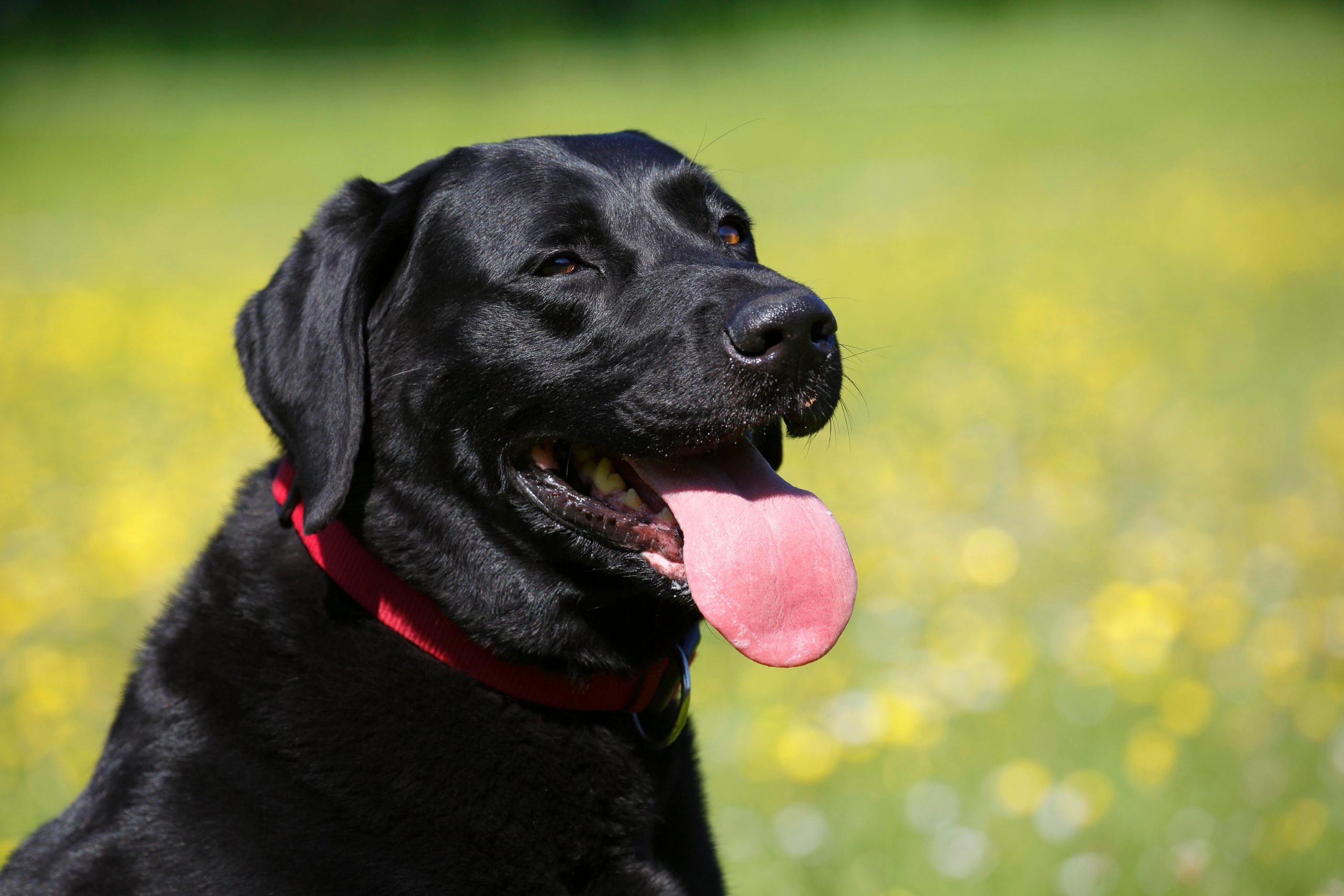 how do they do a urine test on a dog