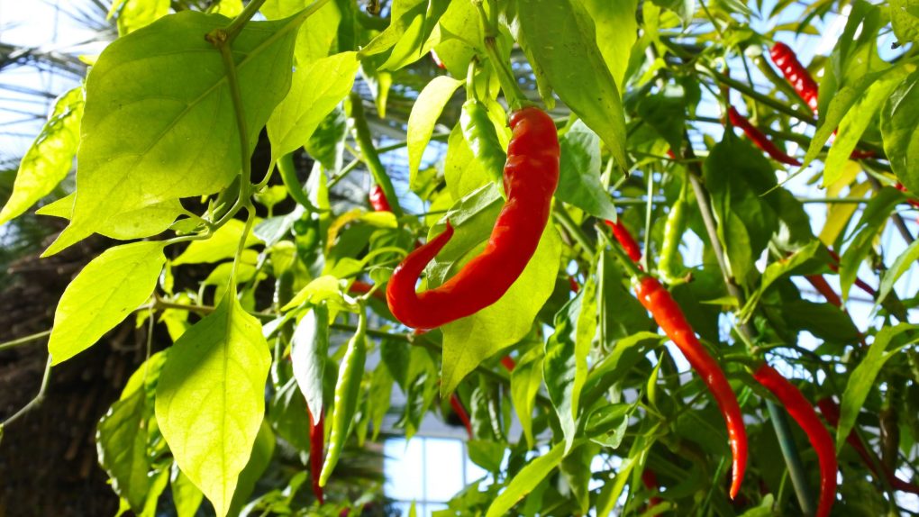 chili pepper health benefits
