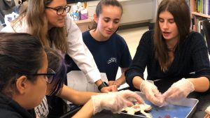 frog dissection