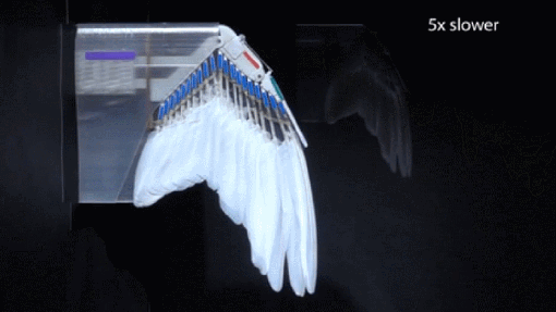 pigeonbot