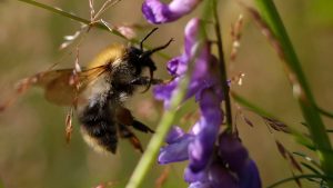 bumblebee tricks