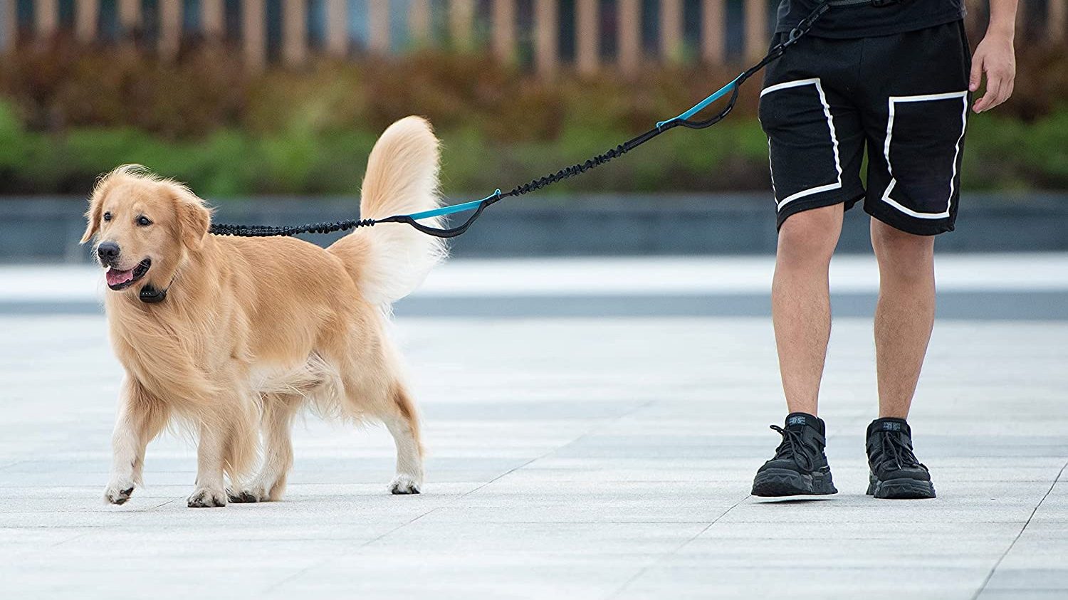 Les experts disent que les chiens peuvent vivre le temps différemment que nous