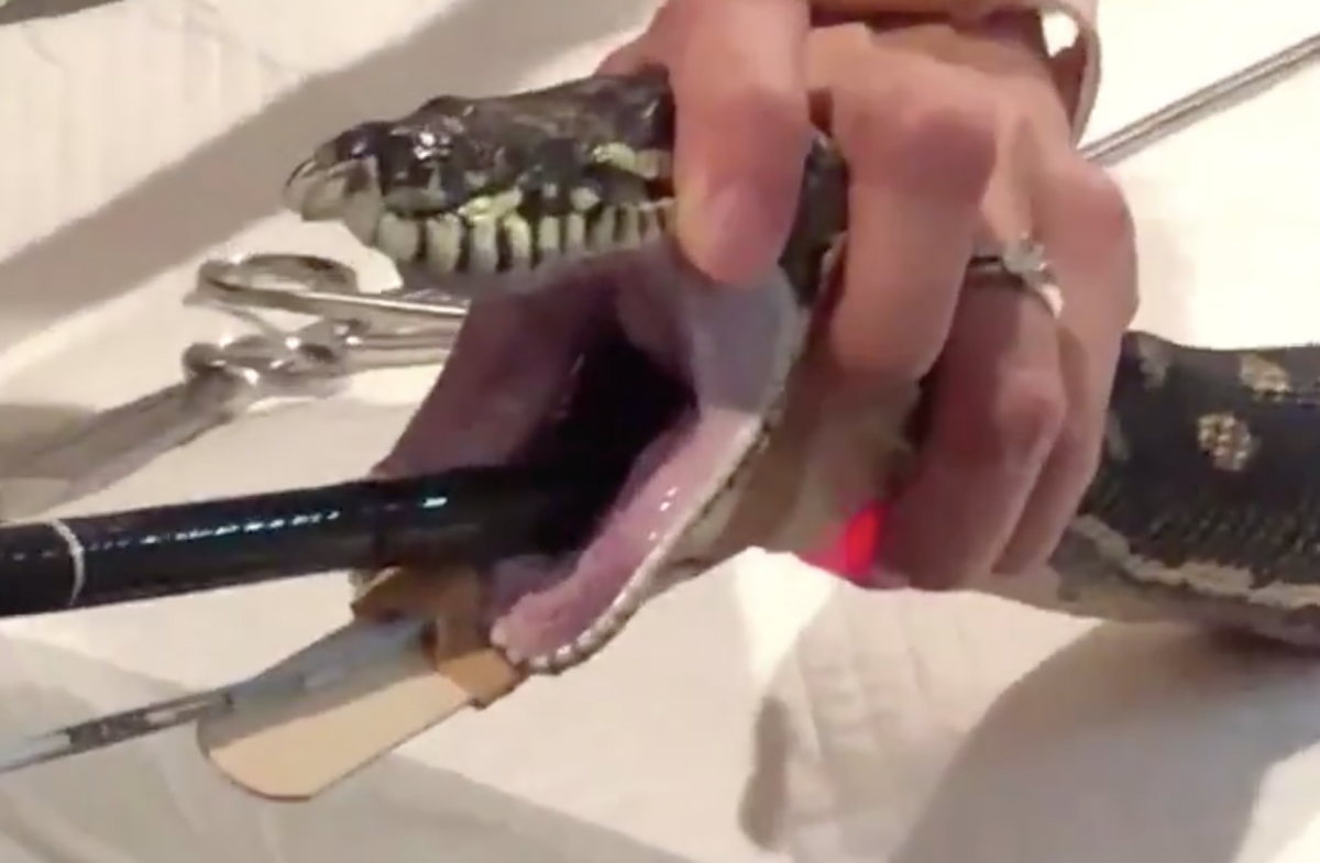 Watch vets yank an entire beach towel out of this snake, and be glad you  chew your food | BGR