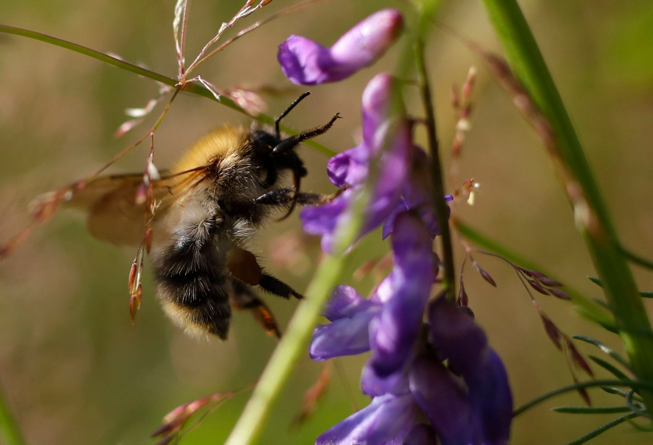 Pesticides are messing with the brains of baby bees – BGR