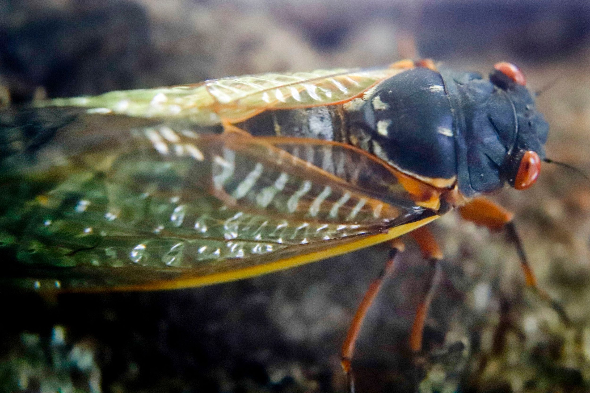 17-year cicadas are about to invade the East Coast
