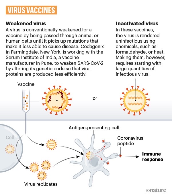 These illustrations show how a coronavirus vaccine could prevent