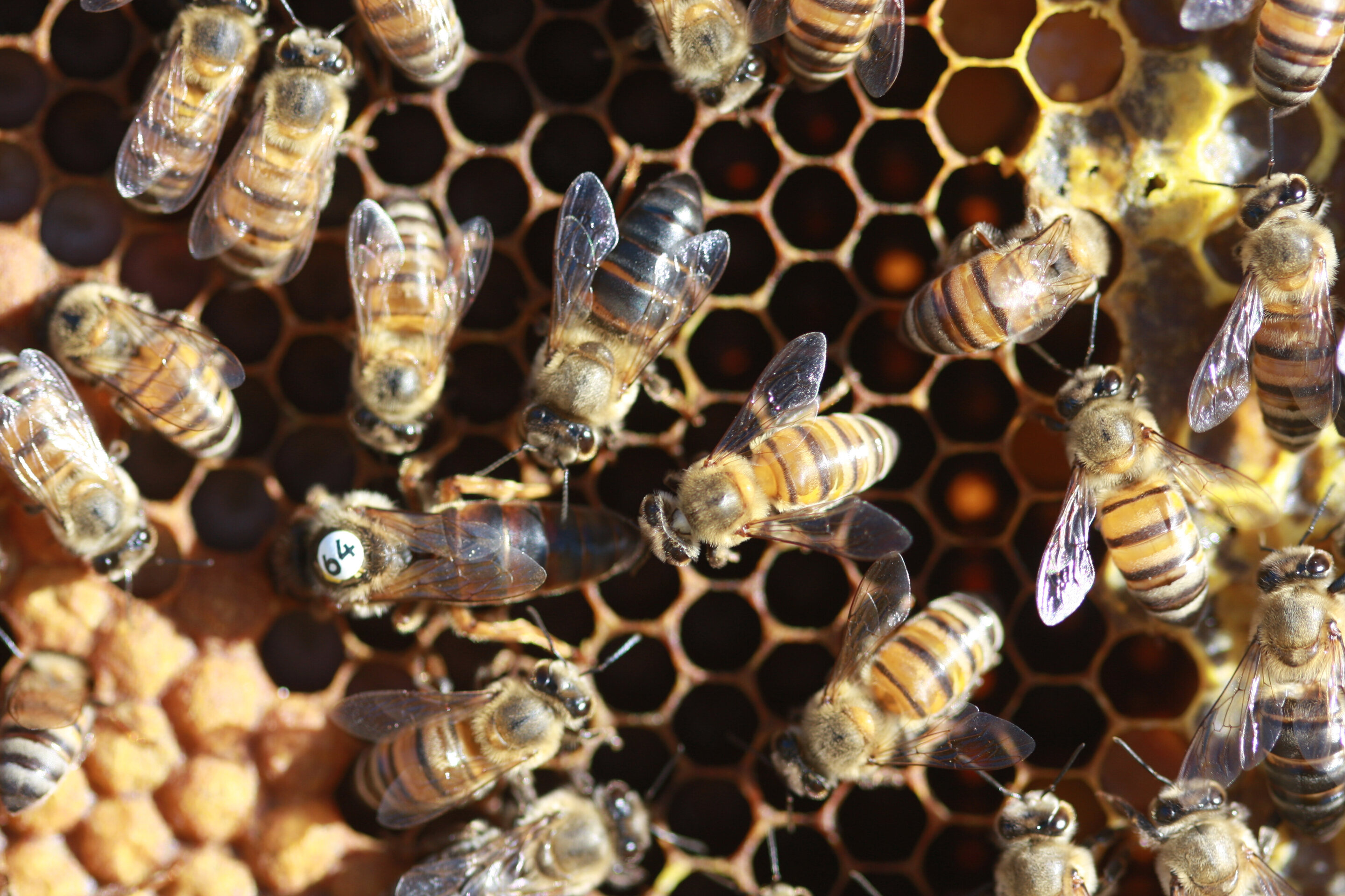 These Honeybees Lay Eggs Without Mating Bgr 7909