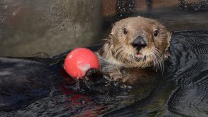 otter juggling