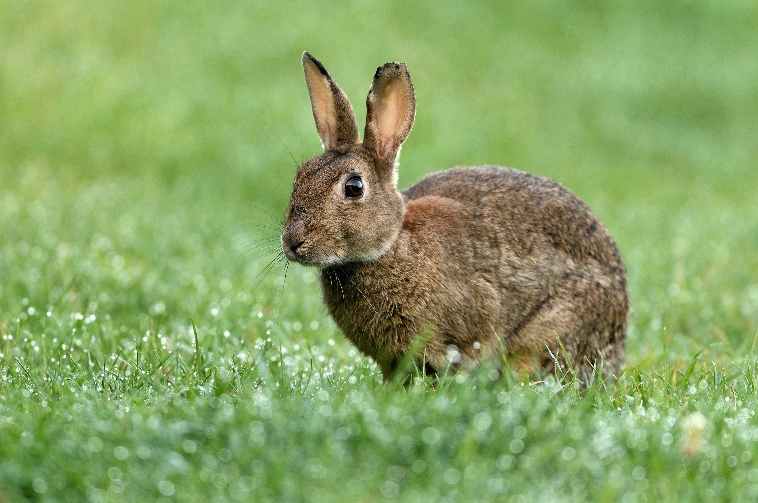 A deadly virus is spreading across the United States… in rabbits – BGR