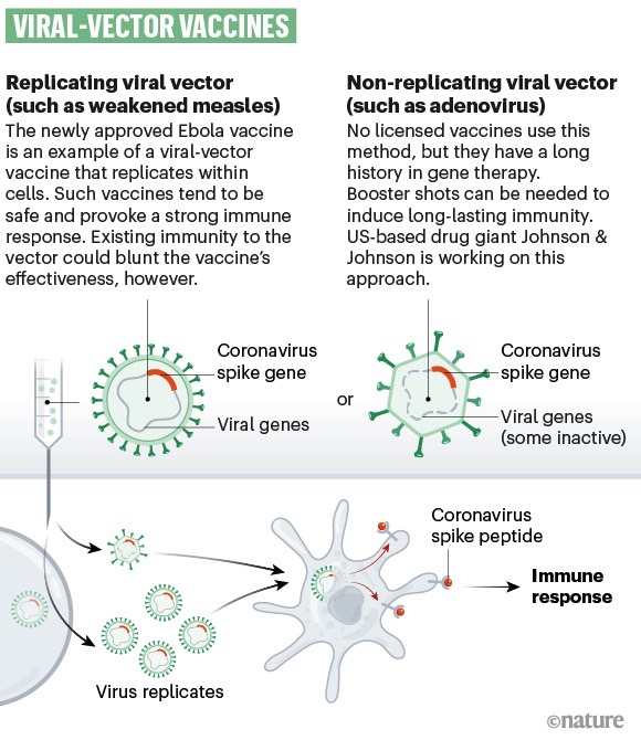 This breakthrough coronavirus vaccine already worked on monkeys – BGR