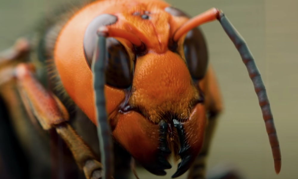 Wild Video Shows Japanese Honeybees Cooking A Murder Hornet Alive BGR   Murder Hornet Photo Closeup 