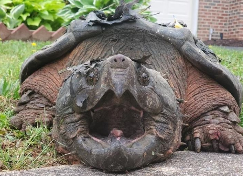 Ohio police detain 65-pound snapping turtle for loitering