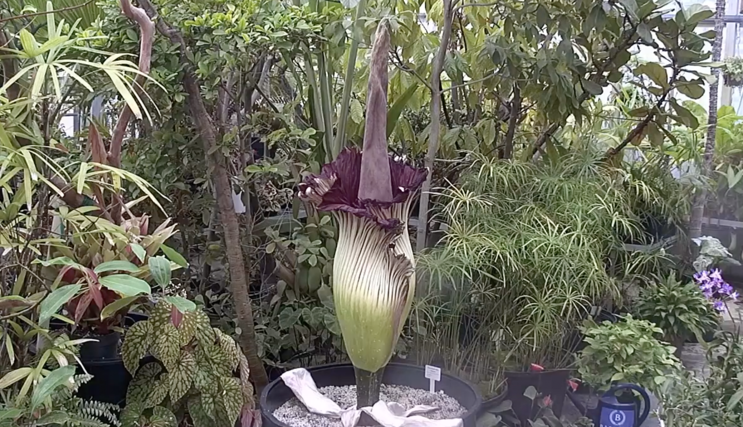 Live Streaming Corpse Flower