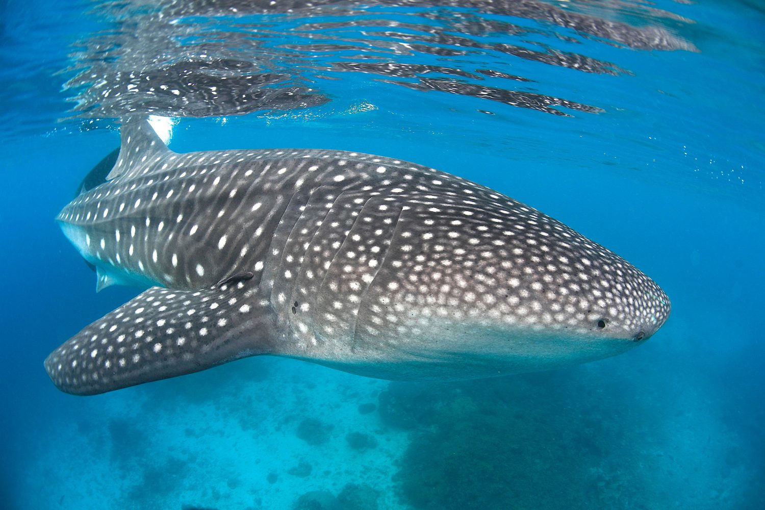 whale shark