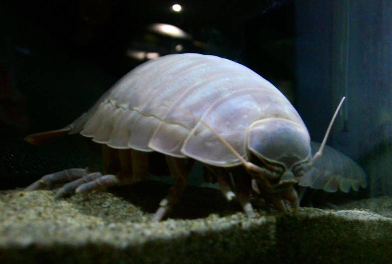 A brand new ‘sea cockroach’ has been discovered, and it’s the stuff of ...